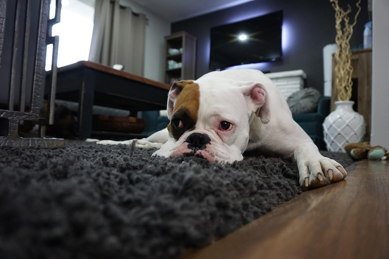 Why Is My Dog Not Wanting to Move? | 5 Common Reasons & Solutions