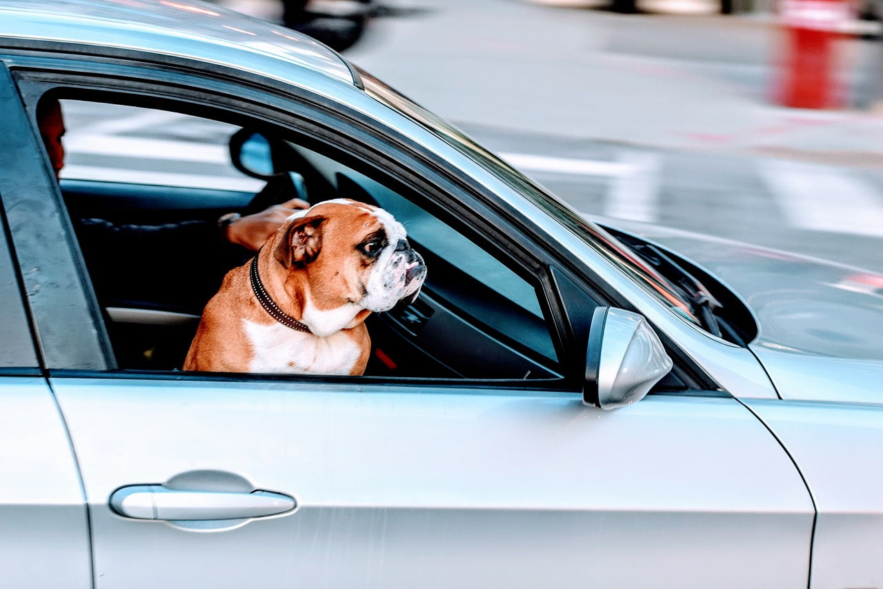 Traveling with Dogs: 5 Essential Tips for a Safe & Memorable Road Trip
