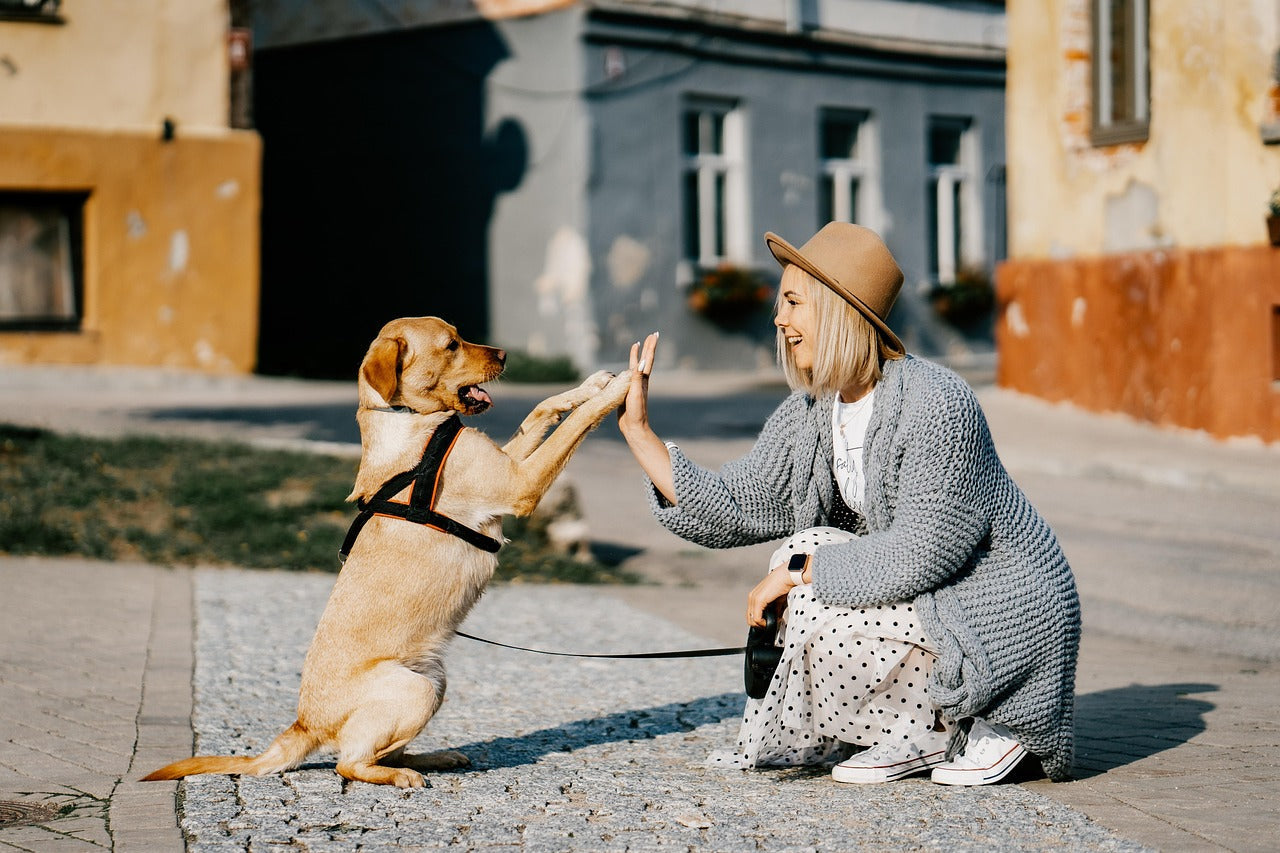 How to Help Your Dog Live Longer: 5 Science-Backed Secrets for a Happier, Healthier Life